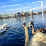 Hamburg sehenswuerdigkeiten alster binnenalster alsterschwaene alsterfontaene hamburg auskenner