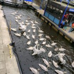 Alsterschwaene Hamburg, Rathausschleuse, Hamburg Stadtfuehrung