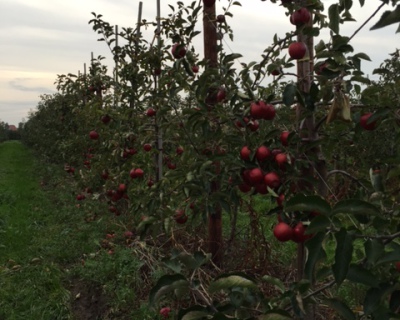Rote Äpfel